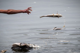 مرگ 2 میلیون ماهی در سد فشافویه